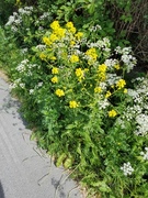 Russekål (Bunias orientalis)