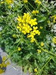 Russekål (Bunias orientalis)