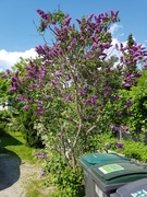 Syrin (Syringa vulgaris)