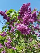 Syrin (Syringa vulgaris)