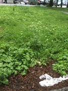 Giant Hogweed (Heracleum mantegazzianum)