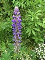 Hagelupin (Lupinus polyphyllus)