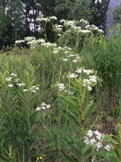 Giant Hogweed (Heracleum mantegazzianum)