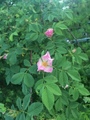 Rynkerose (Rosa rugosa)