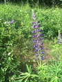 Hagelupin (Lupinus polyphyllus)