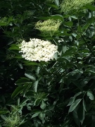 Giant Hogweed (Heracleum mantegazzianum)