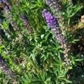 Hagelupin (Lupinus polyphyllus)