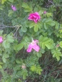 Rynkerose (Rosa rugosa)