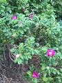 Rynkerose (Rosa rugosa)