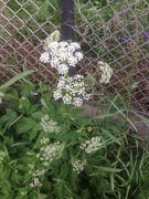 Giant Hogweed (Heracleum mantegazzianum)