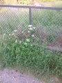 Kjempebjørnekjeks (Heracleum mantegazzianum)