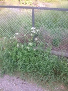 Giant Hogweed (Heracleum mantegazzianum)