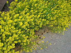 Russekål (Bunias orientalis)