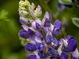 Hagelupin (Lupinus polyphyllus)