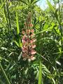 Hagelupin (Lupinus polyphyllus)