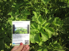 Kjempebjørnekjeks (Heracleum mantegazzianum)