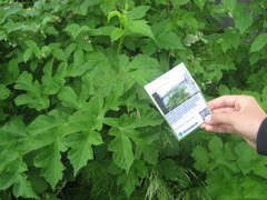 Kjempebjørnekjeks (Heracleum mantegazzianum)