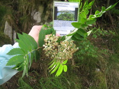 Giant Hogweed (Heracleum mantegazzianum)