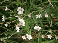 Nyseryllik (Achillea ptarmica)