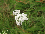 Ryllik (Achillea millefolium)