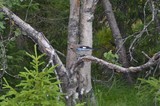 Nøtteskrike (Garrulus glandarius)