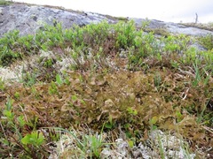 Islandslav (Cetraria islandica)