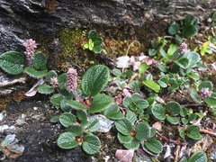 Net-leaved Willow (Salix reticulata)