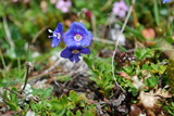 Bergveronika (Veronica fruticans)