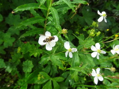 Hvitsoleie (Ranunculus platanifolius)