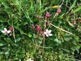 Stjernesildre (Saxifraga stellaris)