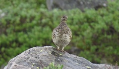 Rock Ptarmigan (Lagopus muta)