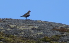 European Golden Plover (Pluvialis apricaria)