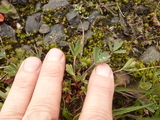 Trefingerurt (Sibbaldia procumbens)
