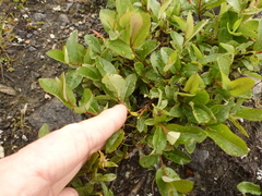 Eared Willow (Salix aurita)