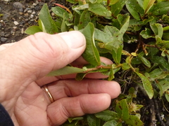 Ørevier (Salix aurita)