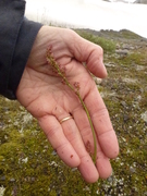 Engsyre (Rumex acetosa)