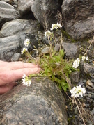 Fjellskrinneblom (Arabis alpina)