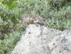 Rock Ptarmigan (Lagopus muta)