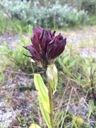 Søterot (Gentiana purpurea)