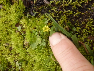 Dvergsoleie (Ranunculus pygmaeus)