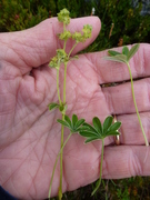 Alpine Lady's-mantle (Alchemilla alpina)