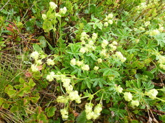 Alpine Lady's-mantle (Alchemilla alpina)