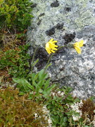 Fjellsvever (Hieracium alpinum agg.)