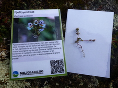 Fjelløyentrøst (Euphrasia wettsteinii)