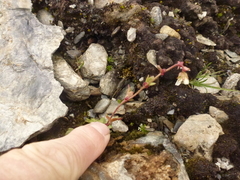 Knoppsildre (Saxifraga cernua)