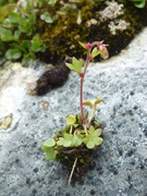 Knoppsildre (Saxifraga cernua)