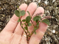Net-leaved Willow (Salix reticulata)