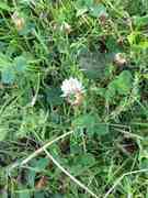 Hvitkløver (Trifolium repens)