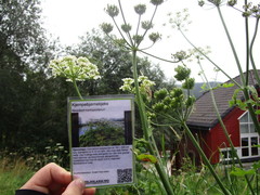 Giant Hogweed (Heracleum mantegazzianum)