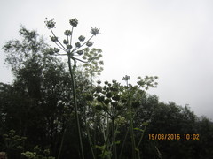 Giant Hogweed (Heracleum mantegazzianum)